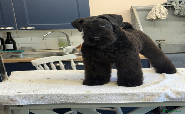 Kerry Blue Terrier dogs - Advert 1
