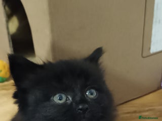 Domestic Shorthair cats for sale: 4 gorgeous kittens for sale ❤️ - Advert 1