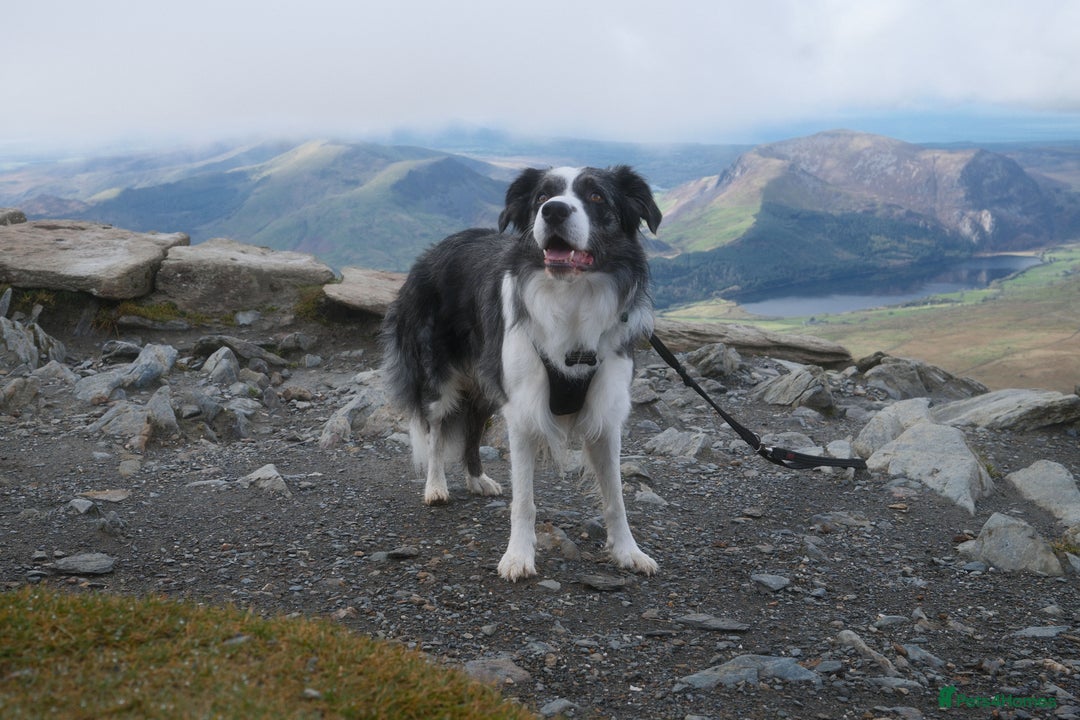 Border Collie dogs for stud: *proven* health tested working merle border collie in Leeds - Advert 3