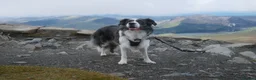 Border Collie dogs for stud: *proven* health tested working merle border collie in Leeds - Advert 8