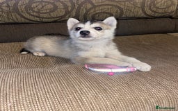 Siberian Husky dogs for sale: Husky puppies  - Image 2