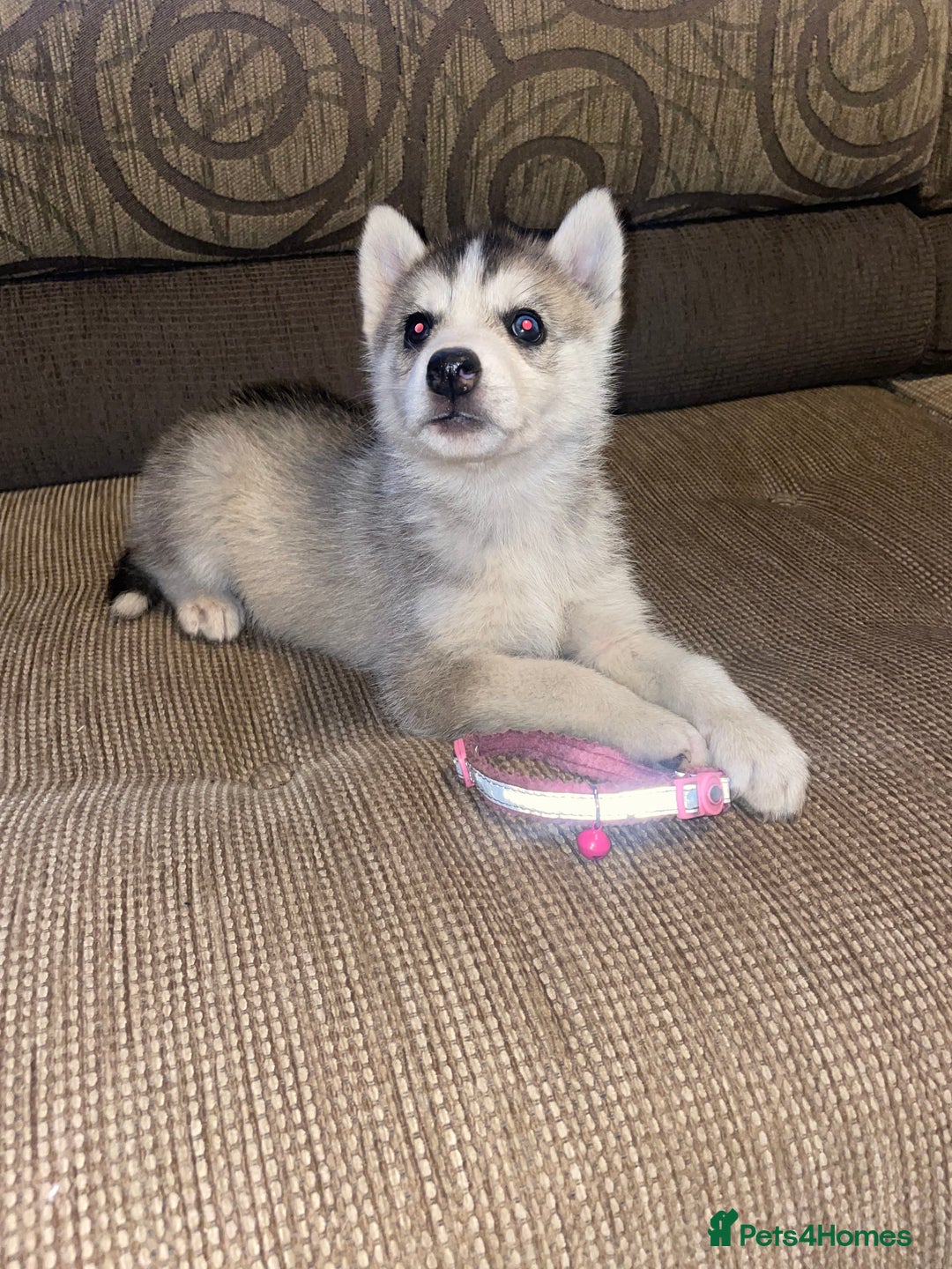 Siberian Husky dogs for sale: Husky puppies  - Image 2