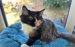 Maine Coon cats for sale: Pedigree Maine Coon kittens  - Image 8