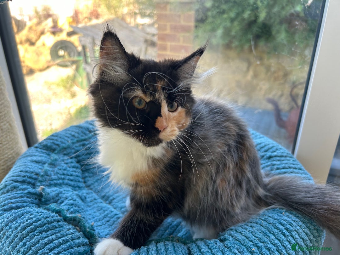 Maine Coon cats for sale: Pedigree Maine Coon kittens  - Image 8