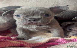 French Bulldog dogs for sale: Lilac blue eyed litter of 6. DWKC registered  - Image 21