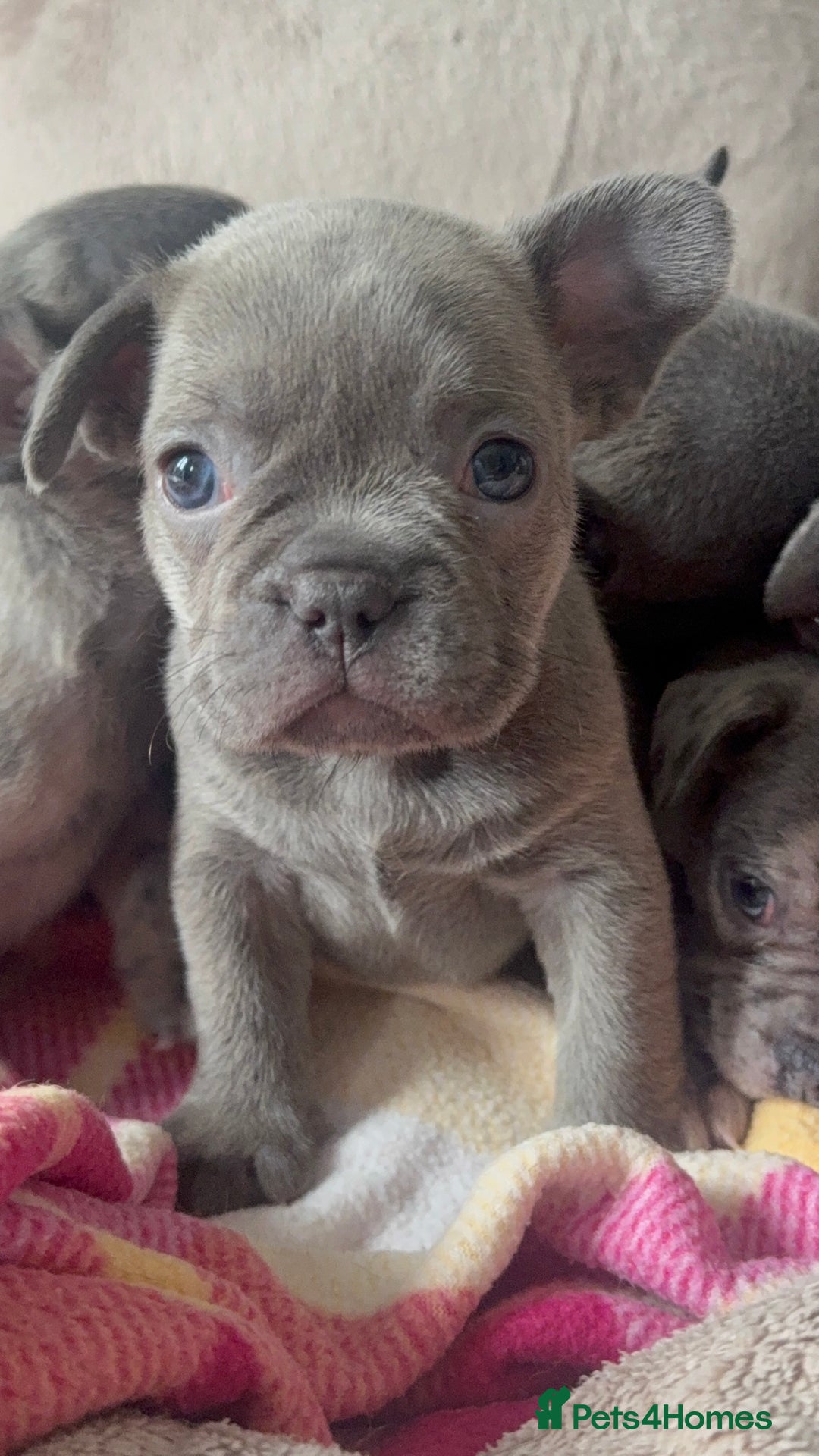 French Bulldog dogs for sale: Lilac blue eyed litter of 6. DWKC registered  - Image 21