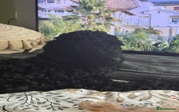 Labradoodle dogs for sale: Price reduced ready now Toy mini labradoodle f2bb  - Image 23