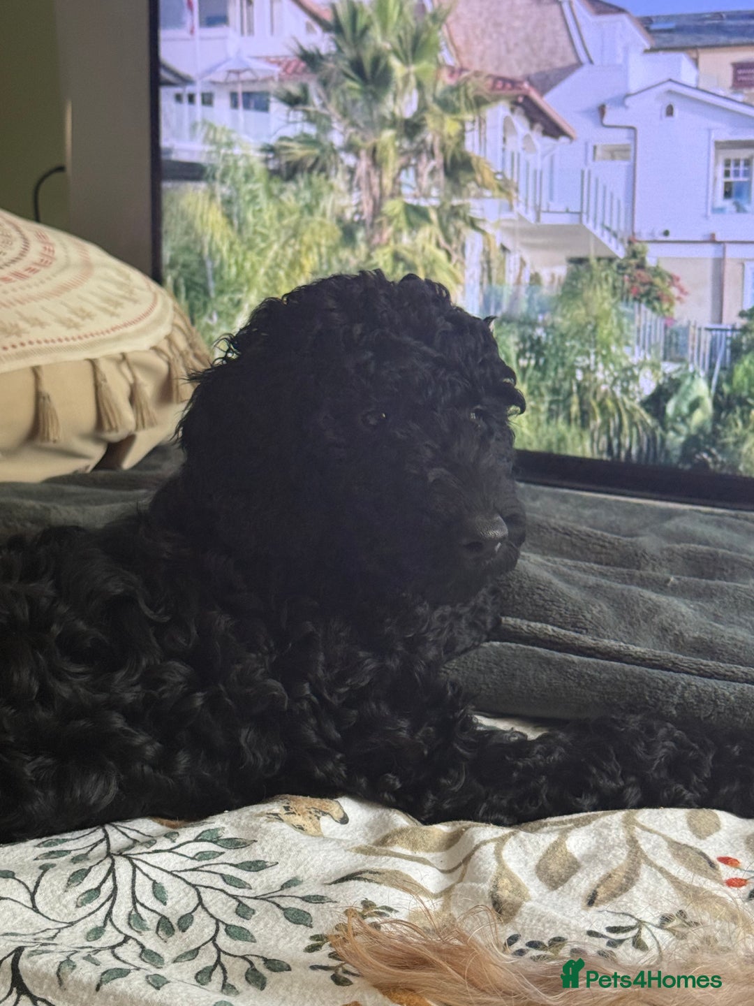 Labradoodle dogs for sale: Price reduced ready now Toy mini labradoodle f2bb  - Image 23