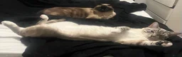 Siamese cats for sale: Siamese white tiger  - Advert 3