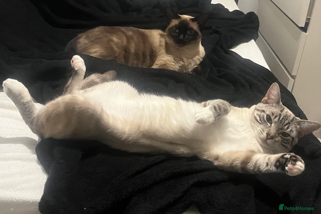 Siamese cats for sale: Siamese white tiger  - Advert 3