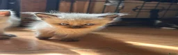 Mixed Breed cats for sale: Ragdoll x Maine coon kittens last 2 available. - Advert 9