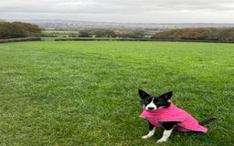 Border Collie dogs for sale: Border Collie Female 7 months old  - Advert 7