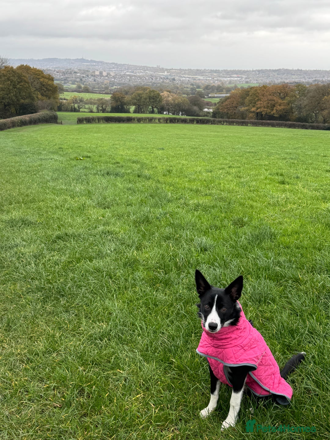 Border Collie dogs for sale: Border Collie Female 7 months old  - Advert 7