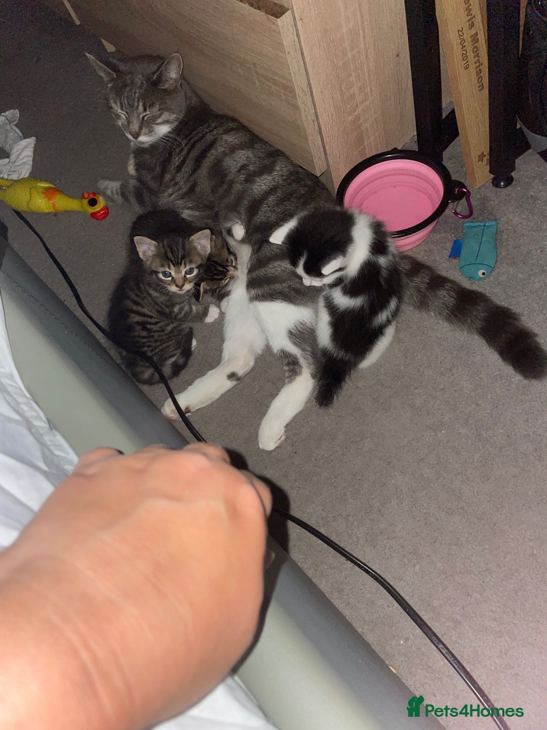 British Shorthair cats for sale: 5 kittens  - Image 9