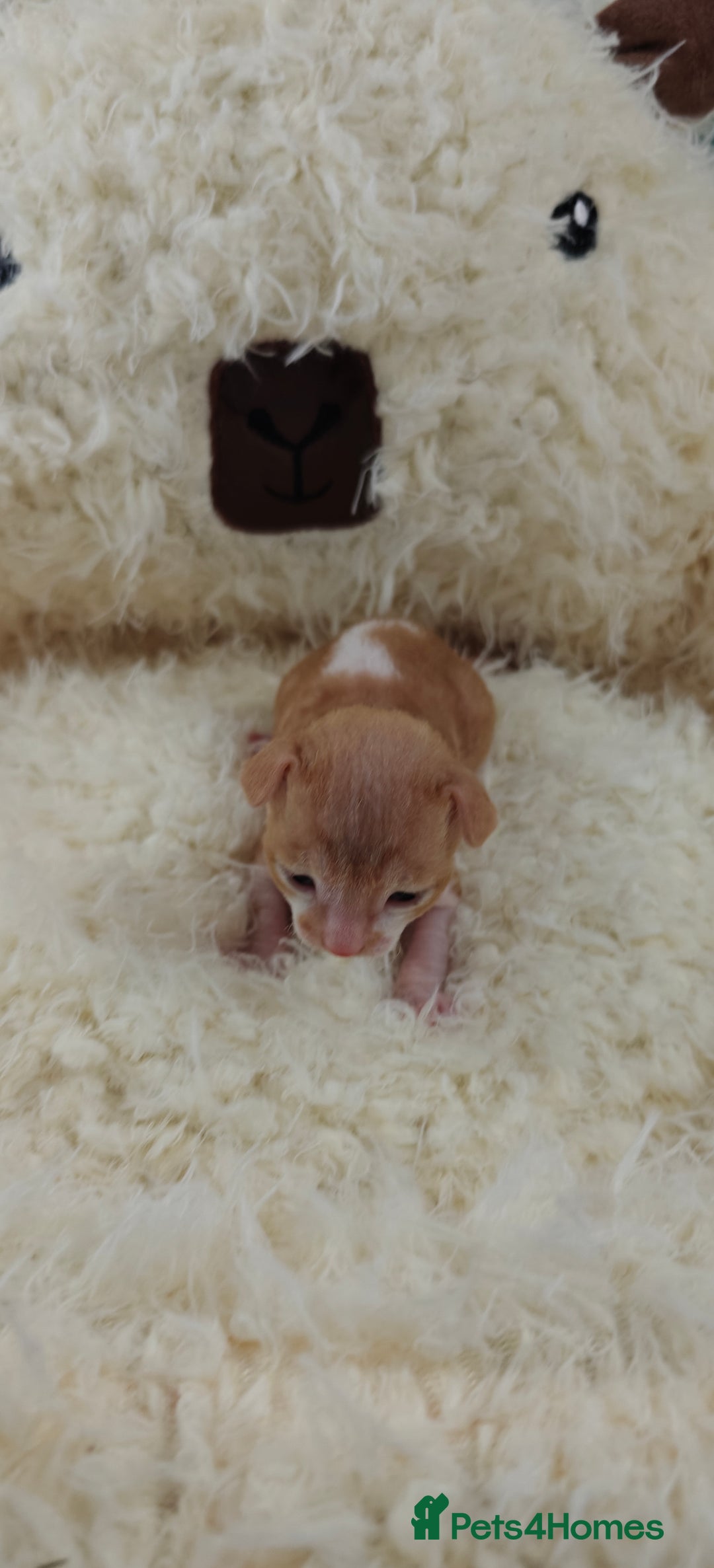Cornish Rex cats for sale: Cornish Rex kittens available to reserve. - Image 6