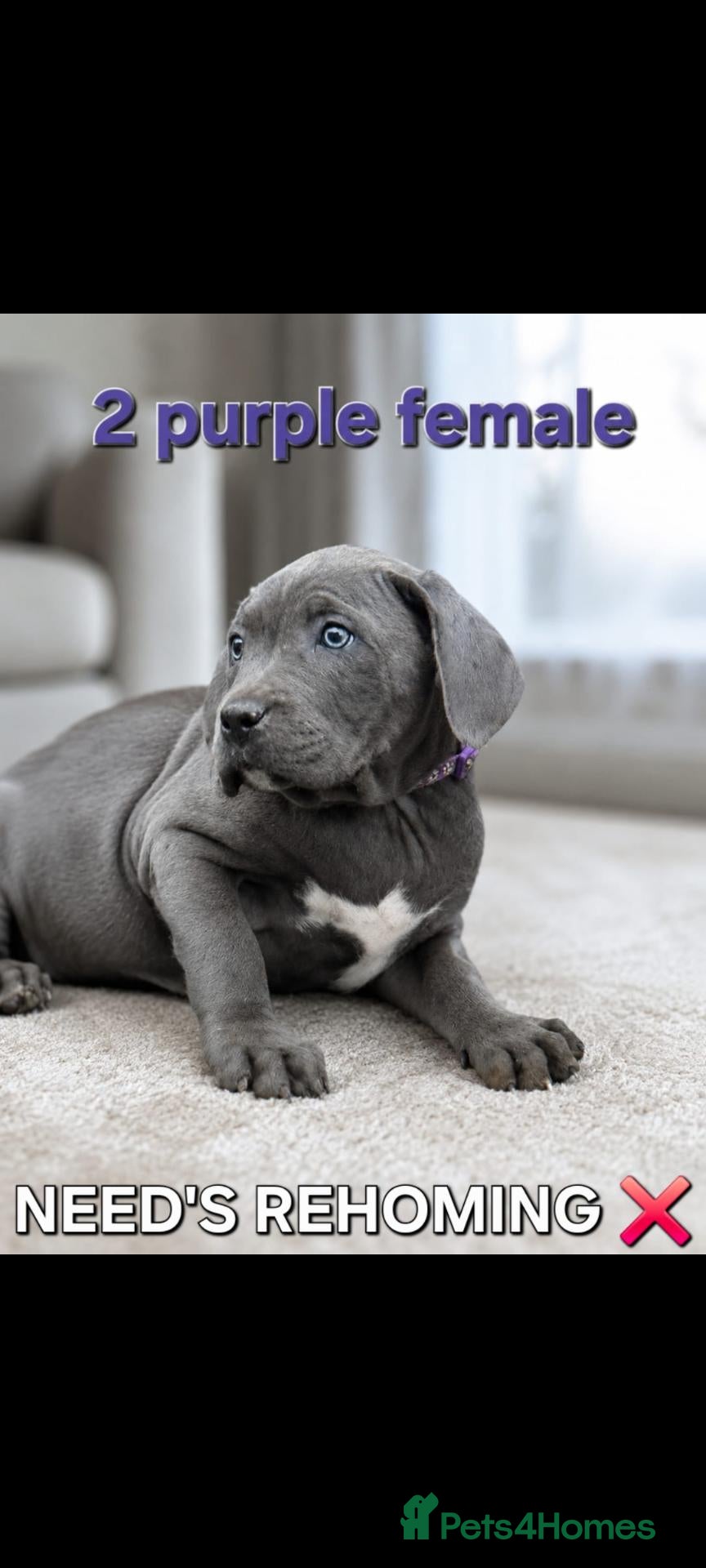 Cane Corso dogs Pure female cane corso ready to leave now! - Advert 2