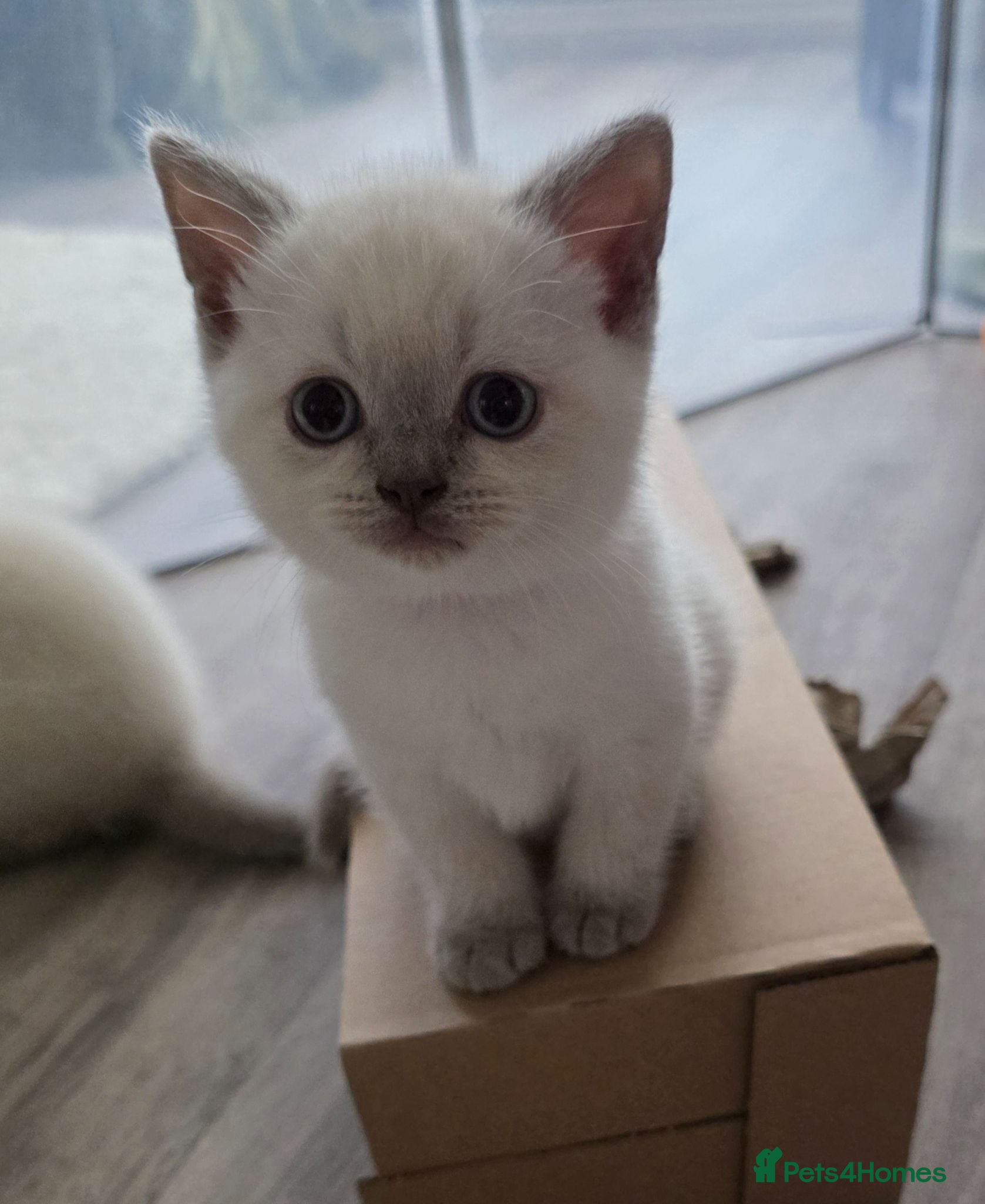 British Shorthair cats Only One Stunning Blue Eyed BSH Male Available  - Advert 2