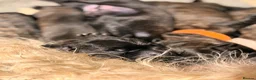 Glen of Imaal Terrier dogs for sale: Glen of Imaal Terrier Puppies  - Advert 12