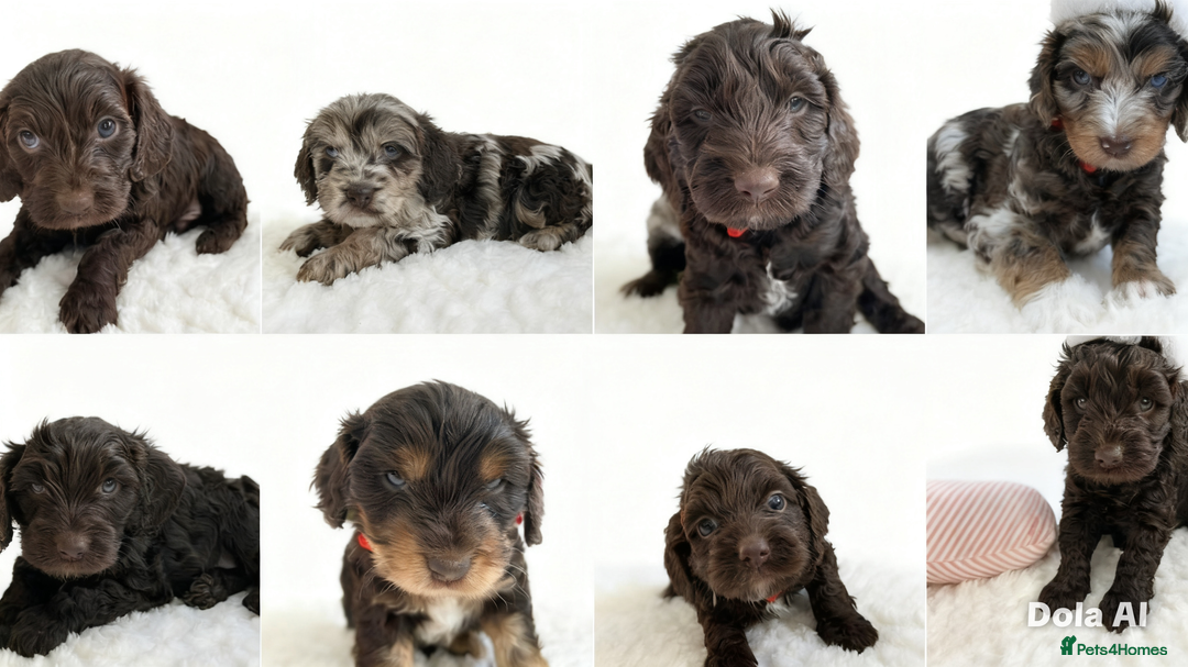 Cockapoo dogs for sale: F1 Chocolate Cockapoos - Advert 1