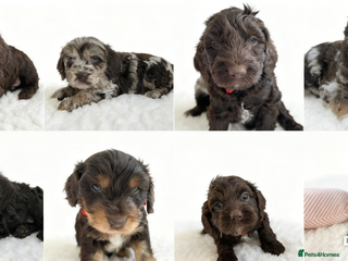 Cockapoo dogs F1 Chocolate Cockapoos - Advert 7