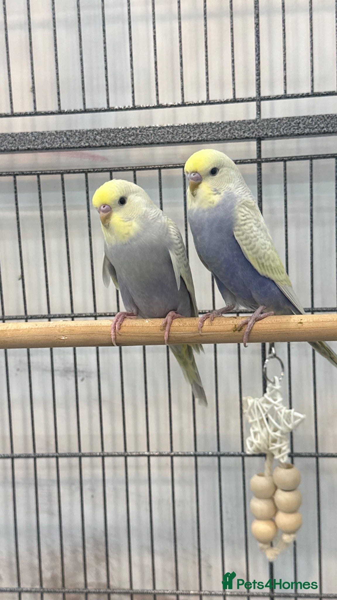 Budgerigars birds Hand tamed rainbow clearwing budgies  - Advert 3