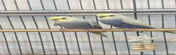 Budgerigars birds for sale: Hand tamed rainbow clearwing budgies  - Advert 1