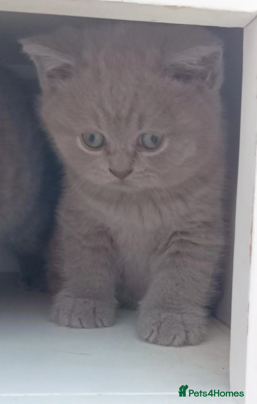 British Shorthair cats for sale: Beautiful British short-hair kittens  - Advert 25