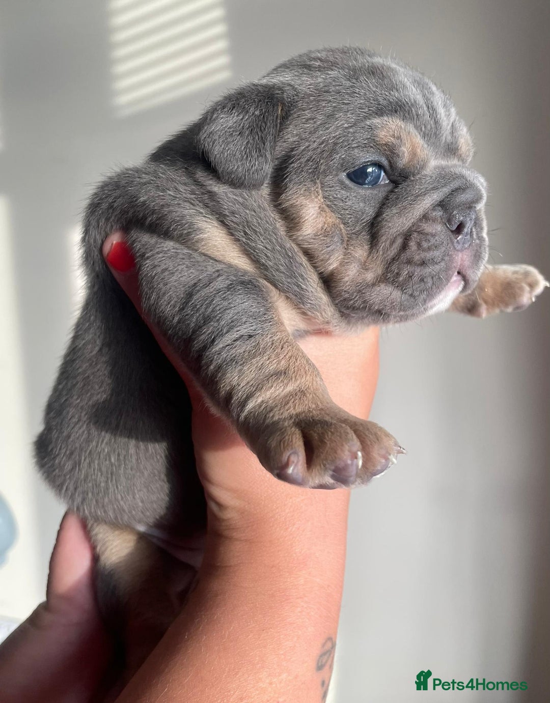 Old Tyme Bulldog dogs for sale: New English bulldogs available  - Image 18