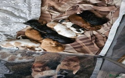 Cockapoo dogs for sale: F2 cockerpoo puppies  - Image 13