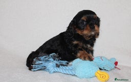 Cavalier King Charles Spaniel dogs for sale: Gorgeous Cavalier King Charles Spaniel puppies - Image 18