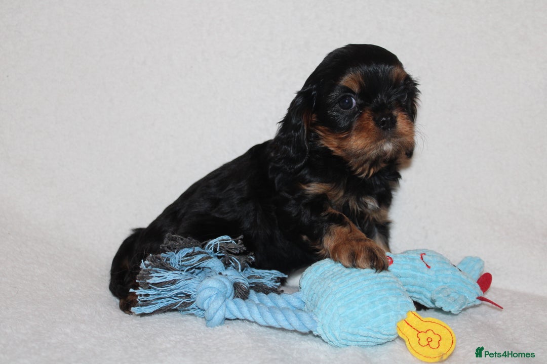 Cavalier King Charles Spaniel dogs for sale: Gorgeous Cavalier King Charles Spaniel puppies - Image 18