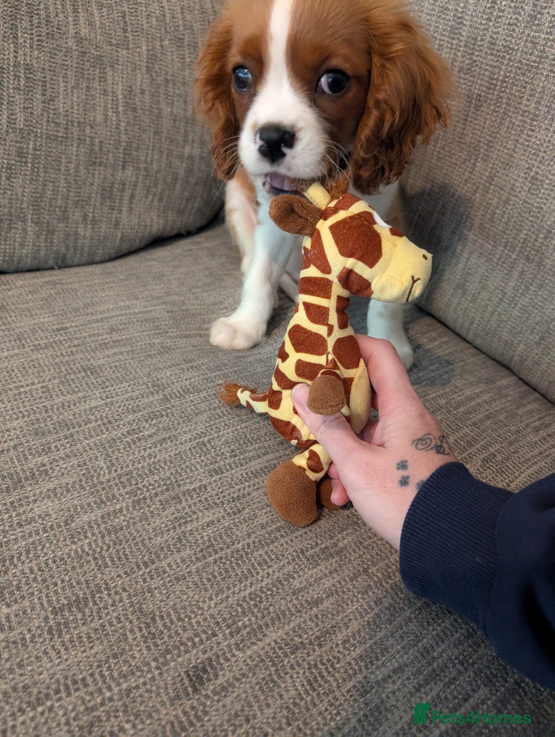 Cavalier King Charles Spaniel dogs for sale: SOLD Fully vaccinated male CKCS puppy  - Image 4