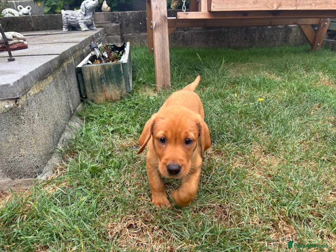 Labrador Retriever dogs for sale: KC registered puppies  - Advert 6