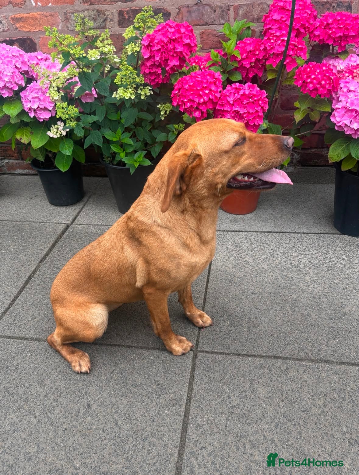 Labrador Retriever dogs KC Labrador looking for a new home - Advert 1