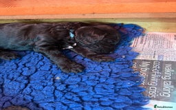 Sproodle dogs for sale: Stunning Sproodles  - Advert 8