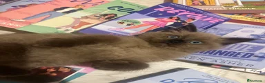 Seal Mink Sepia Ragdoll 