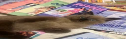 Ragdoll cats for sale: Seal Mink Sepia Ragdoll Kitten  - Advert 4