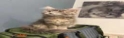 Maine Coon cats for sale: Princess  - Advert 4