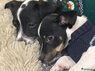 Mixed Breed dogs Chihuahua Terrier cross puppies. 1 Boy & 1 Girl - Advert 4