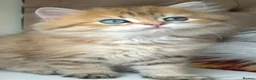 British Longhair cats for sale: British Longhair/Shorthair black golden shaded  - Advert 20