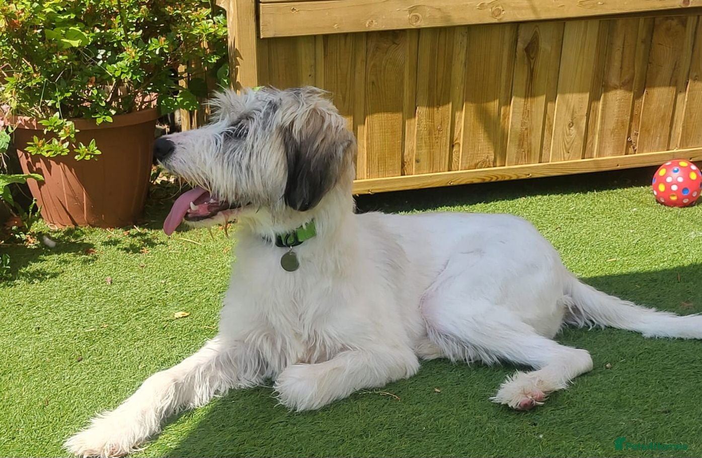 Mixed Breed dogs RAYNA - Advert 2