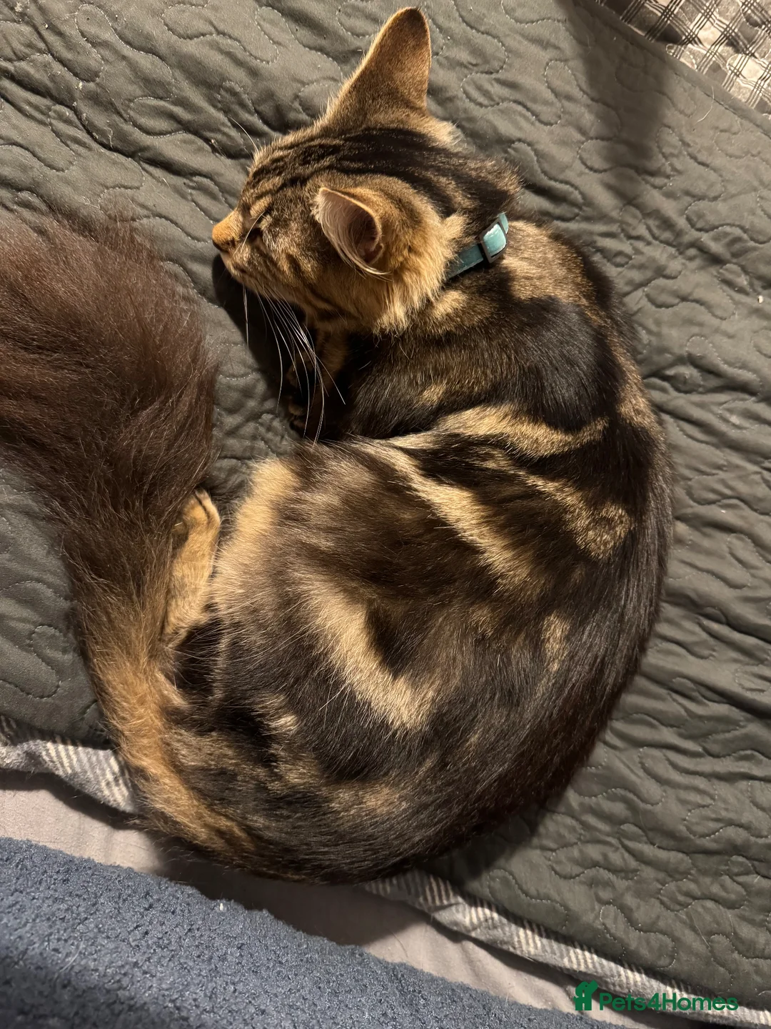 Mixed Breed cats for sale: Maine coon cross calico/grey - Advert 1