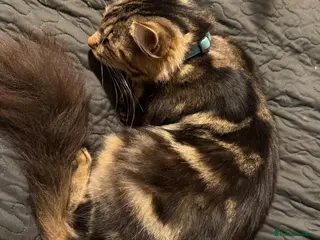 Mixed Breed cats Maine coon cross calico/grey - Advert 1