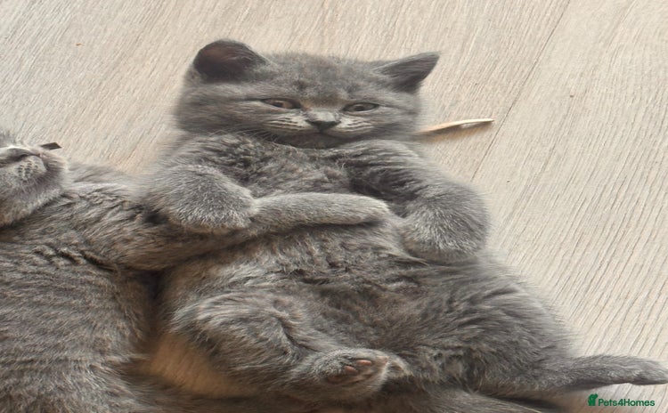 British Shorthair cats - Advert 4
