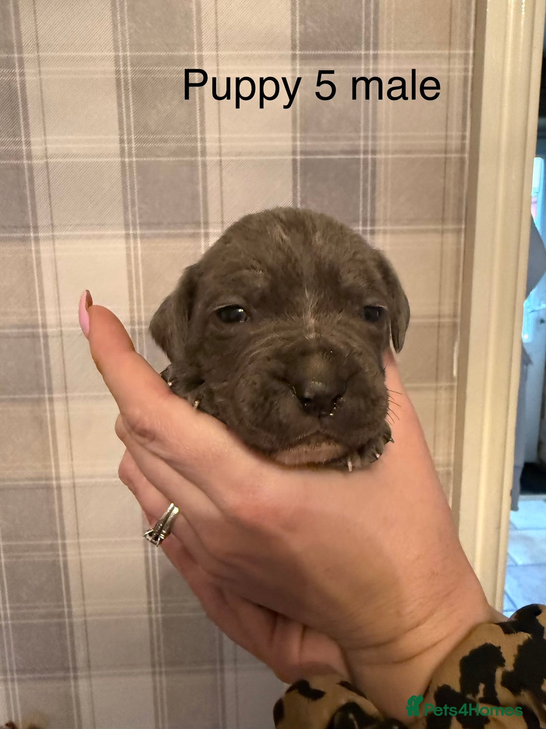 Cane Corso dogs for sale: Stunning chunky cane corso puppies - Advert 6