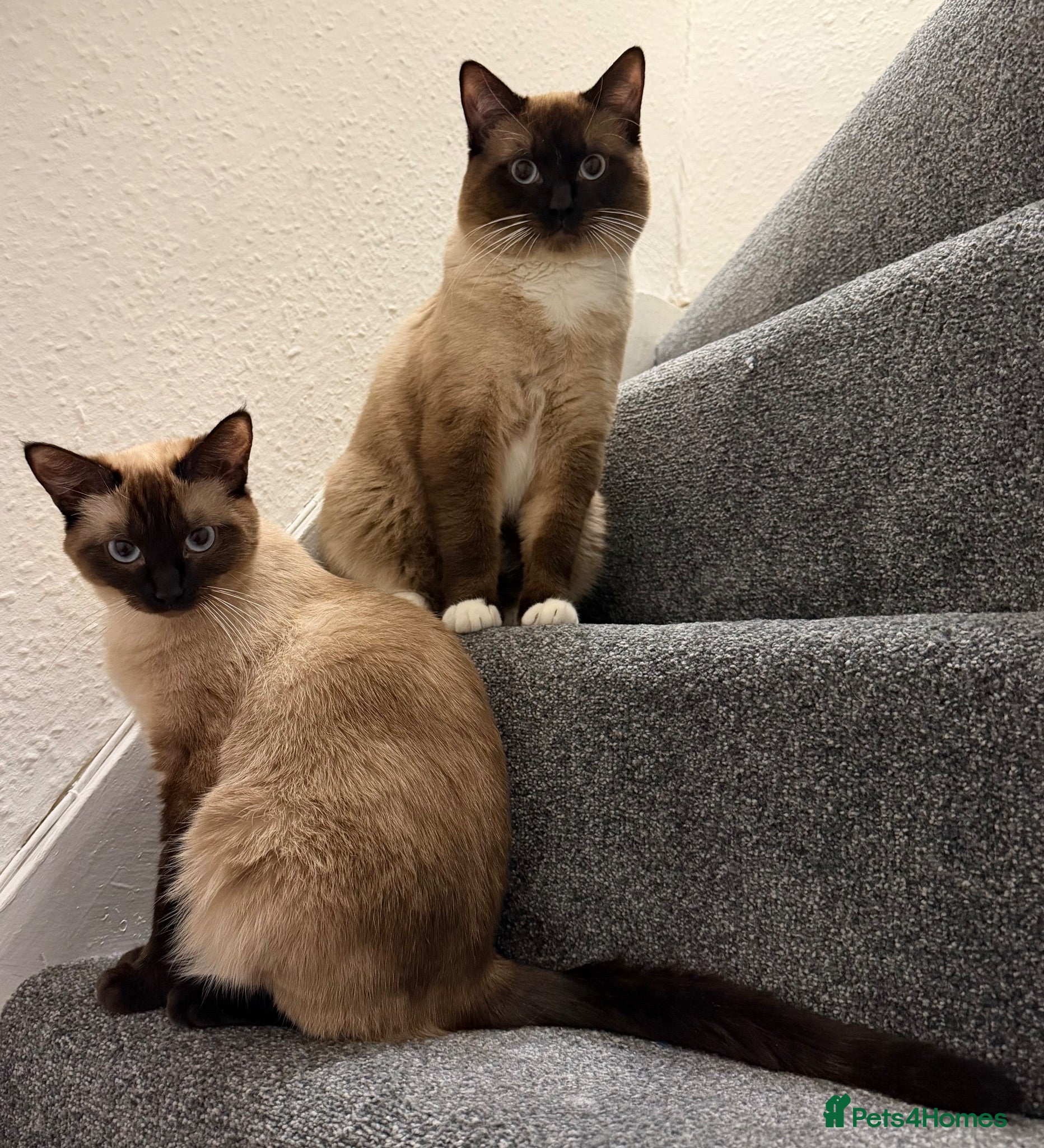 Ragamese cats 🐾 Gorgeous Ragamese Kittens  - Advert 2