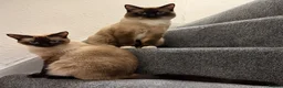 Ragamese cats for sale: 🐾 Gorgeous Ragamese Kittens  in Nottingham - Advert 2