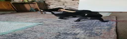 Patterdale Terrier dogs for sale: Beautiful patterdale puppies.  in Poulton-le-Fylde - Advert 3