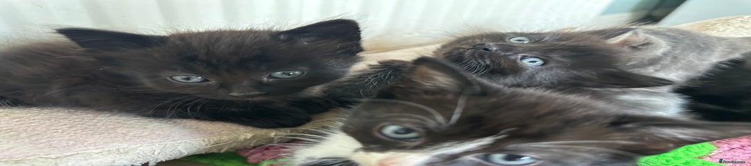 Mixed Breed Kitten 4