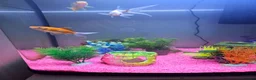 Goldfish fish for sale: Fish tank and fish for sale in Middlesbrough - Advert 3
